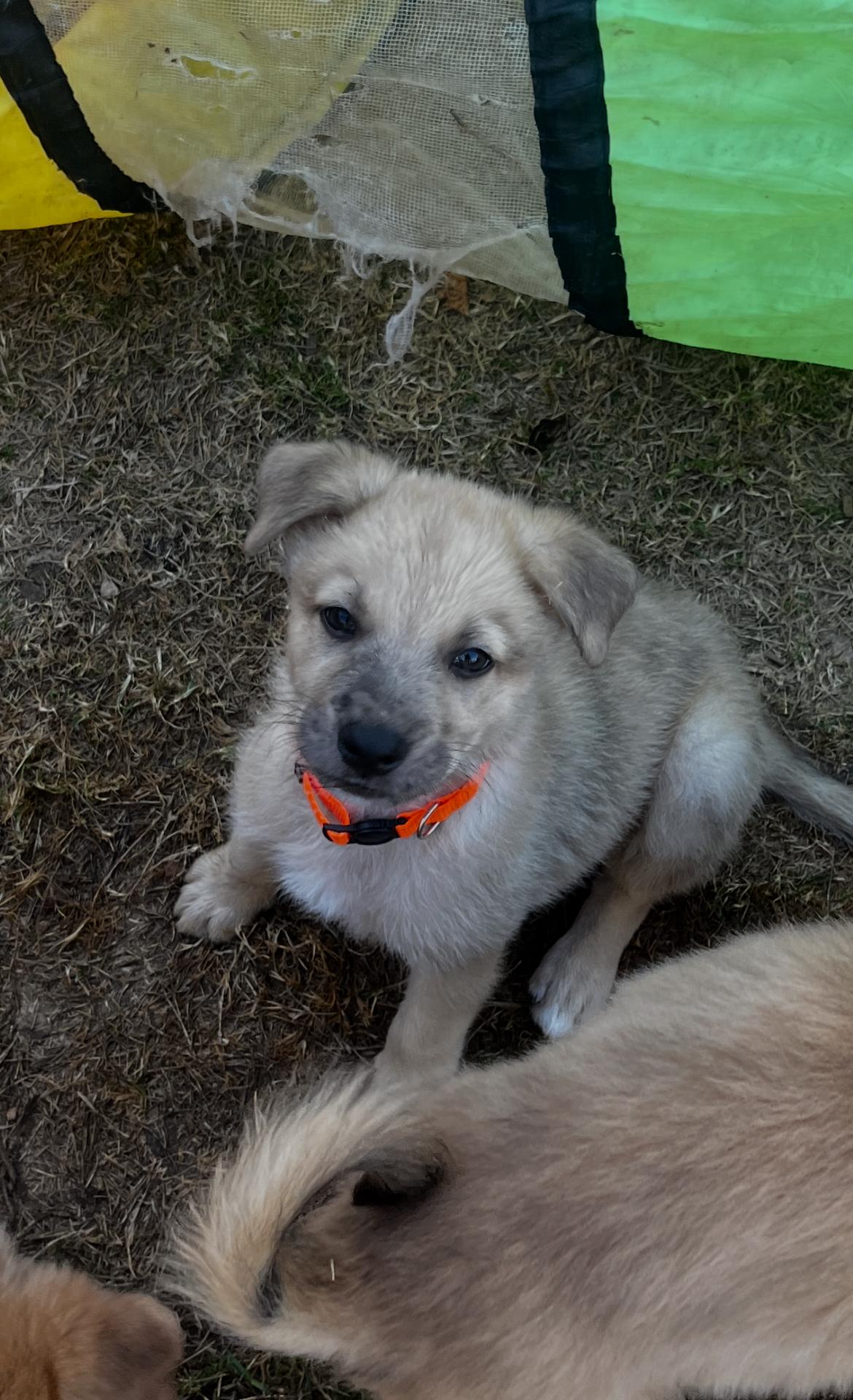 Enlarge Wylie, a Adoptable mixed breed in Gilbert, AZ image 3/3