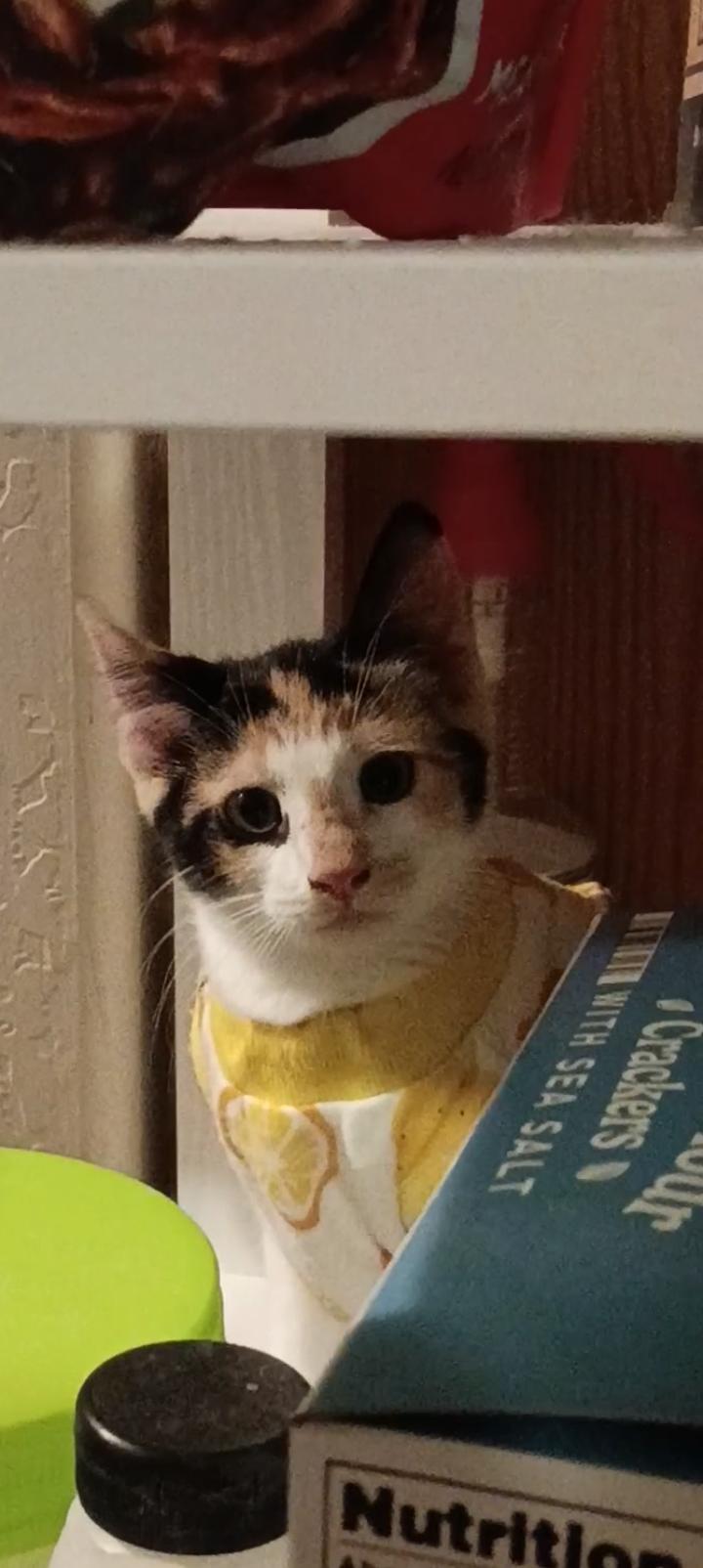 Enlarge Octavia, a Adopted mixed breed in Glendale, AZ image 1/3