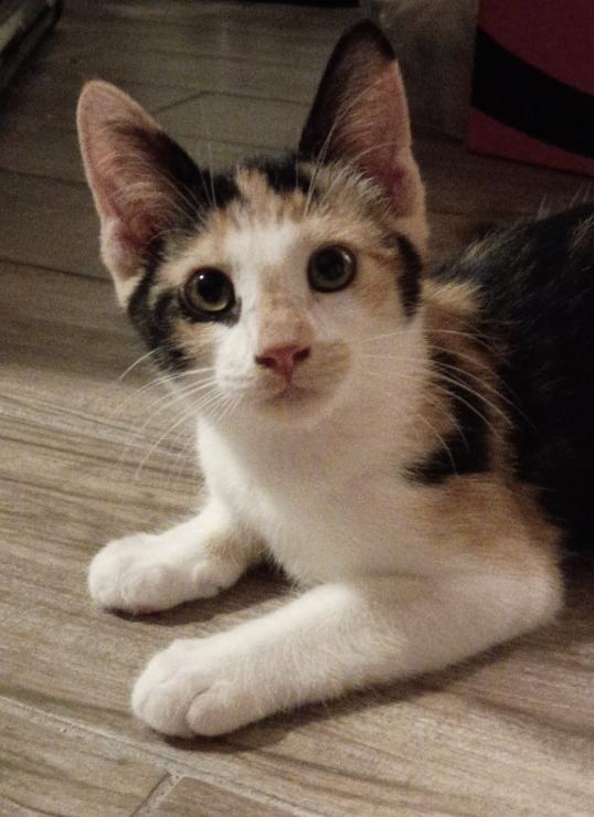 Enlarge Octavia, a Adopted mixed breed in Glendale, AZ image 2/3