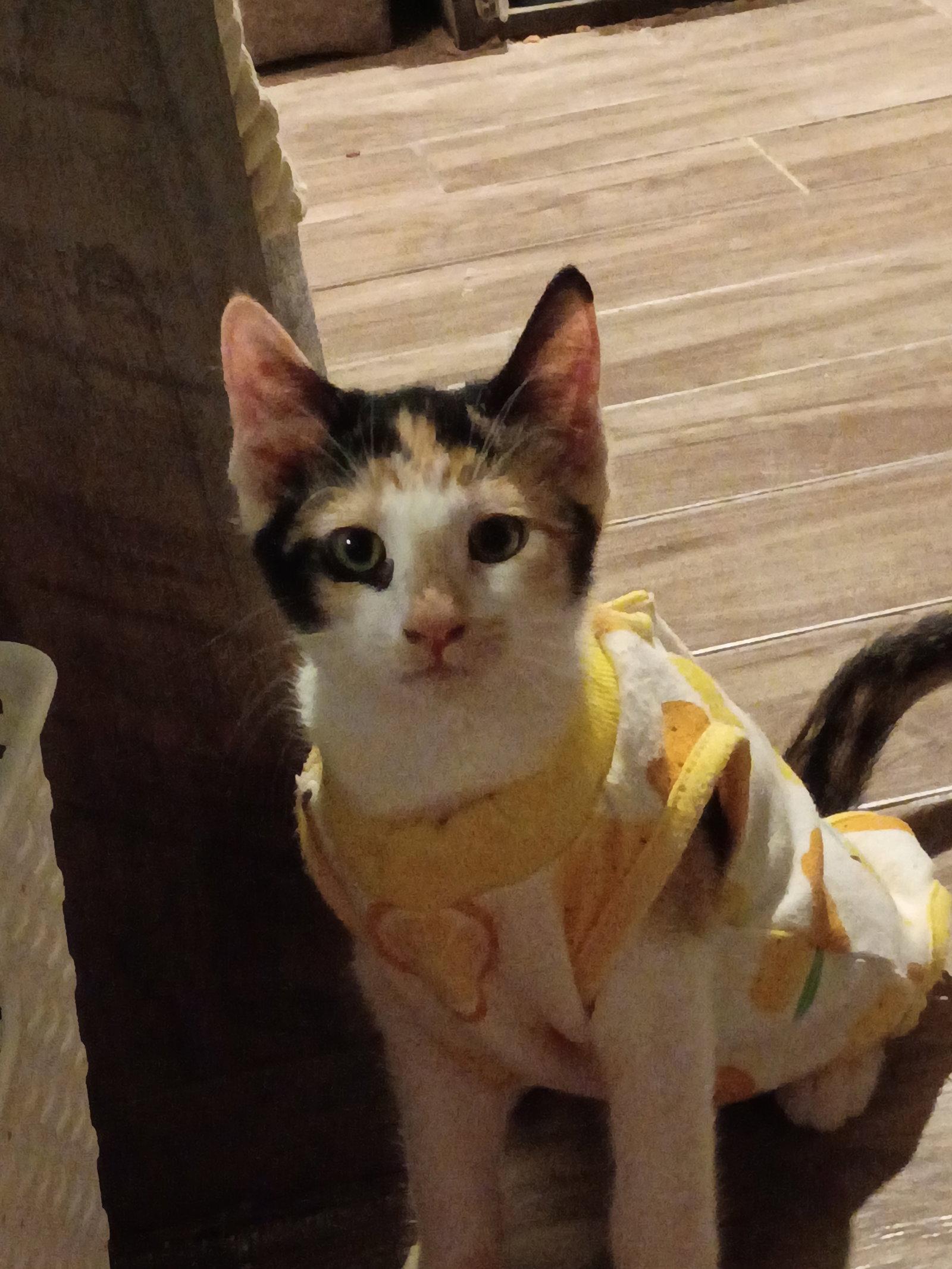 Enlarge Octavia, a Adopted mixed breed in Glendale, AZ image 3/3