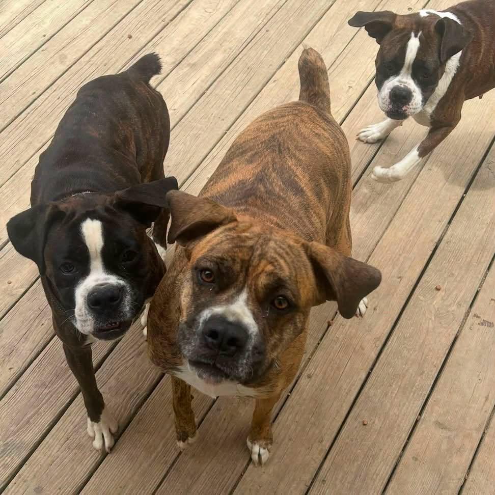 Monkey, Adoptable, Adult Female Boxer & Cane Corso.
