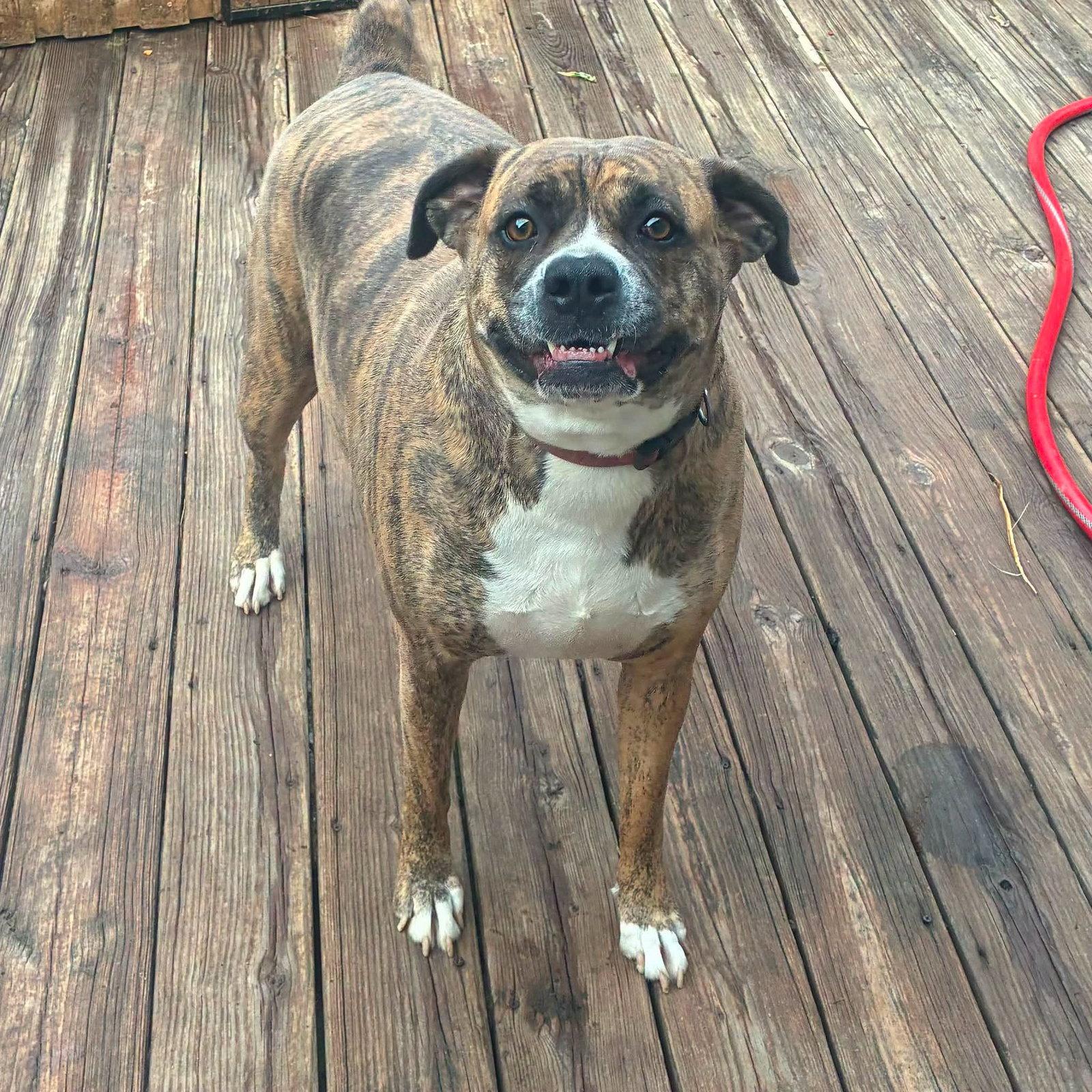 Enlarge Monkey, a Adoptable mixed breed in Monticello, NY image 2/2