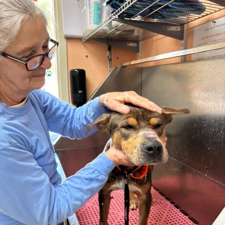 Journey, Adoptable, Young Male Mixed Breed.