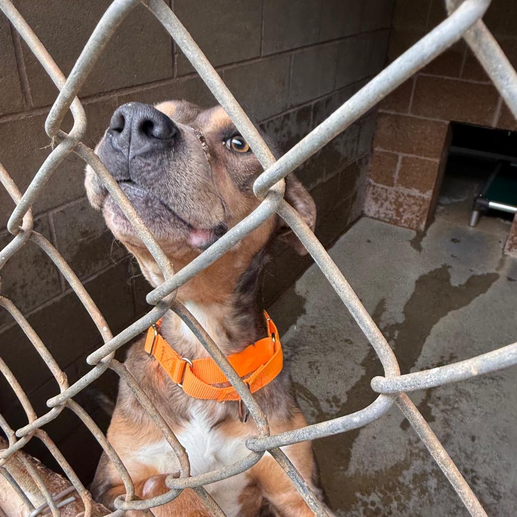 Enlarge Journey, a Adoptable Mixed Breed in Hamilton, GA image 1/6