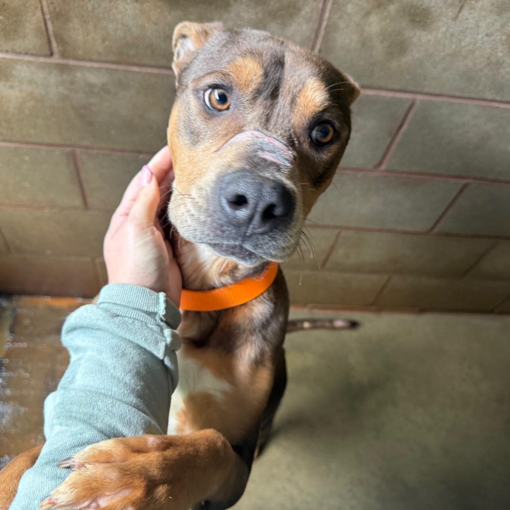 Enlarge Journey, a Adoptable Mixed Breed in Hamilton, GA image 2/6