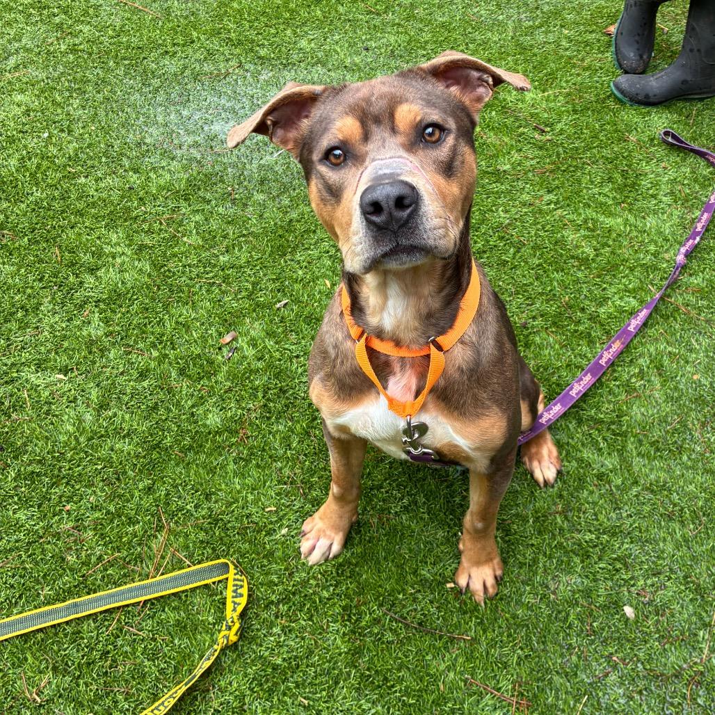 Enlarge Journey, a Adoptable Mixed Breed in Hamilton, GA image 3/6