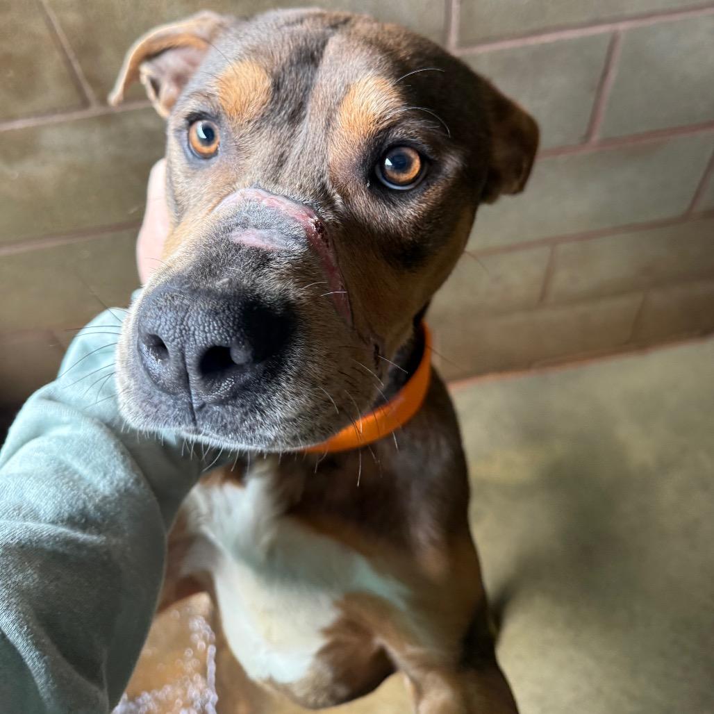 Enlarge Journey, a Adoptable Mixed Breed in Hamilton, GA image 4/6