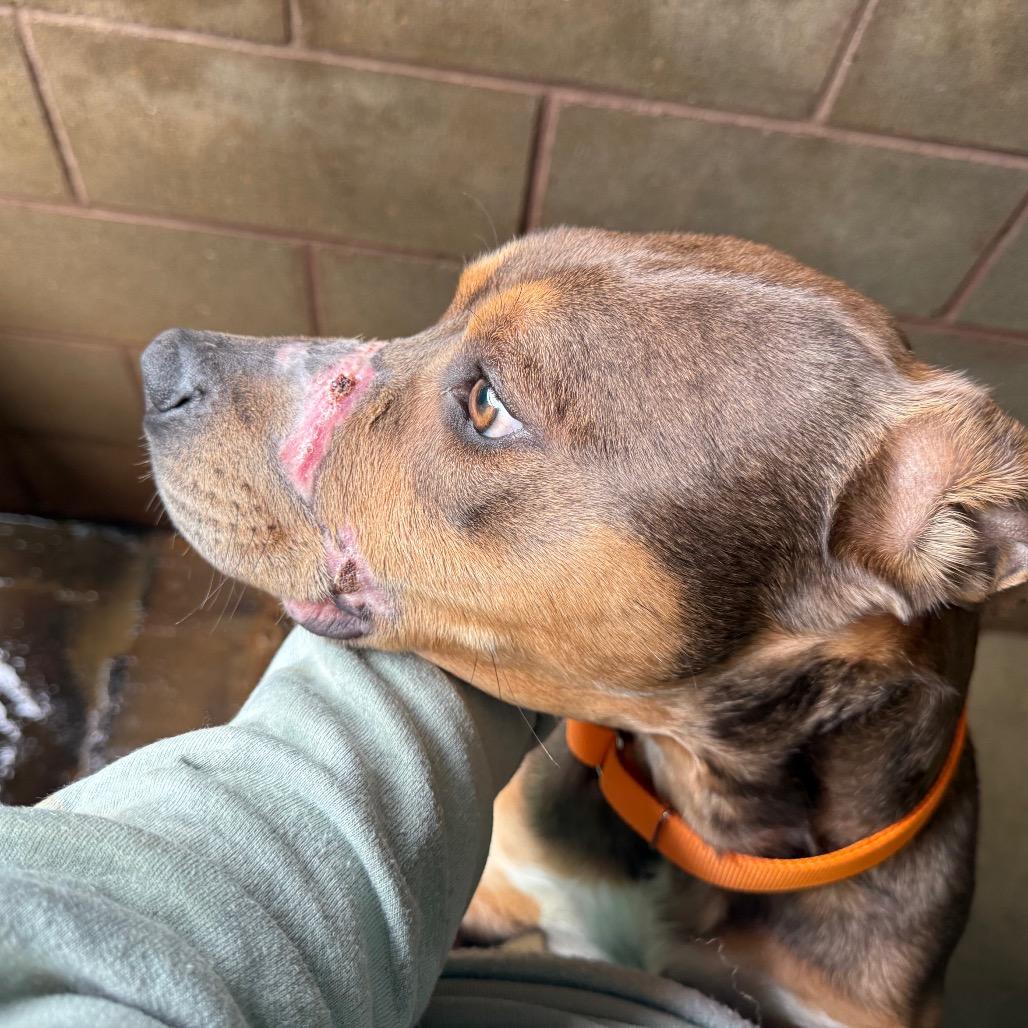 Enlarge Journey, a Adoptable Mixed Breed in Hamilton, GA image 5/6