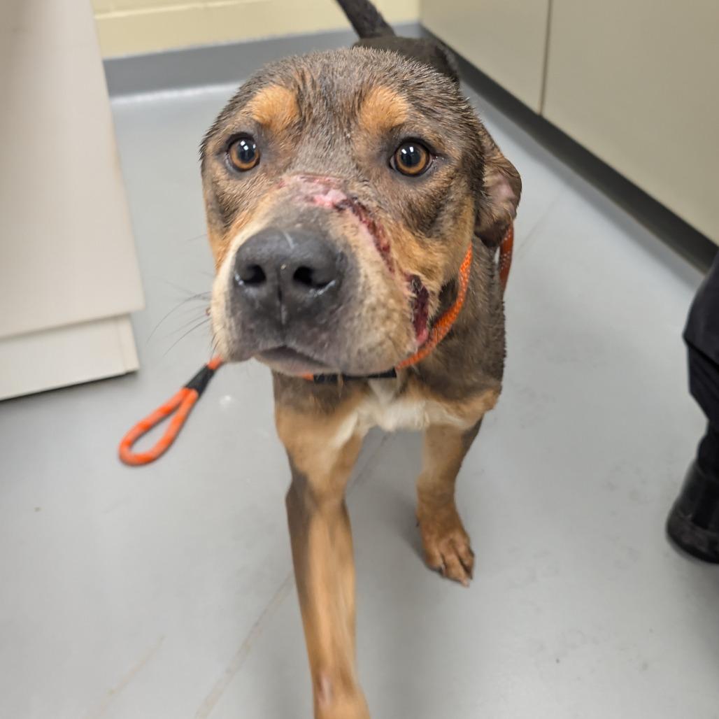 Enlarge Journey, a Adoptable Mixed Breed in Hamilton, GA image 2/6