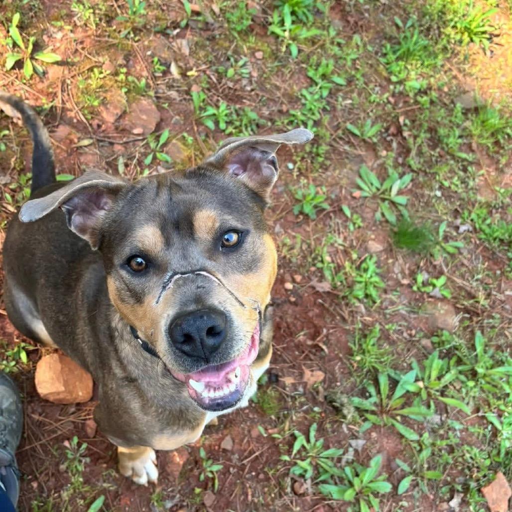 Enlarge Journey, a Adoptable Mixed Breed in Hamilton, GA image 6/6