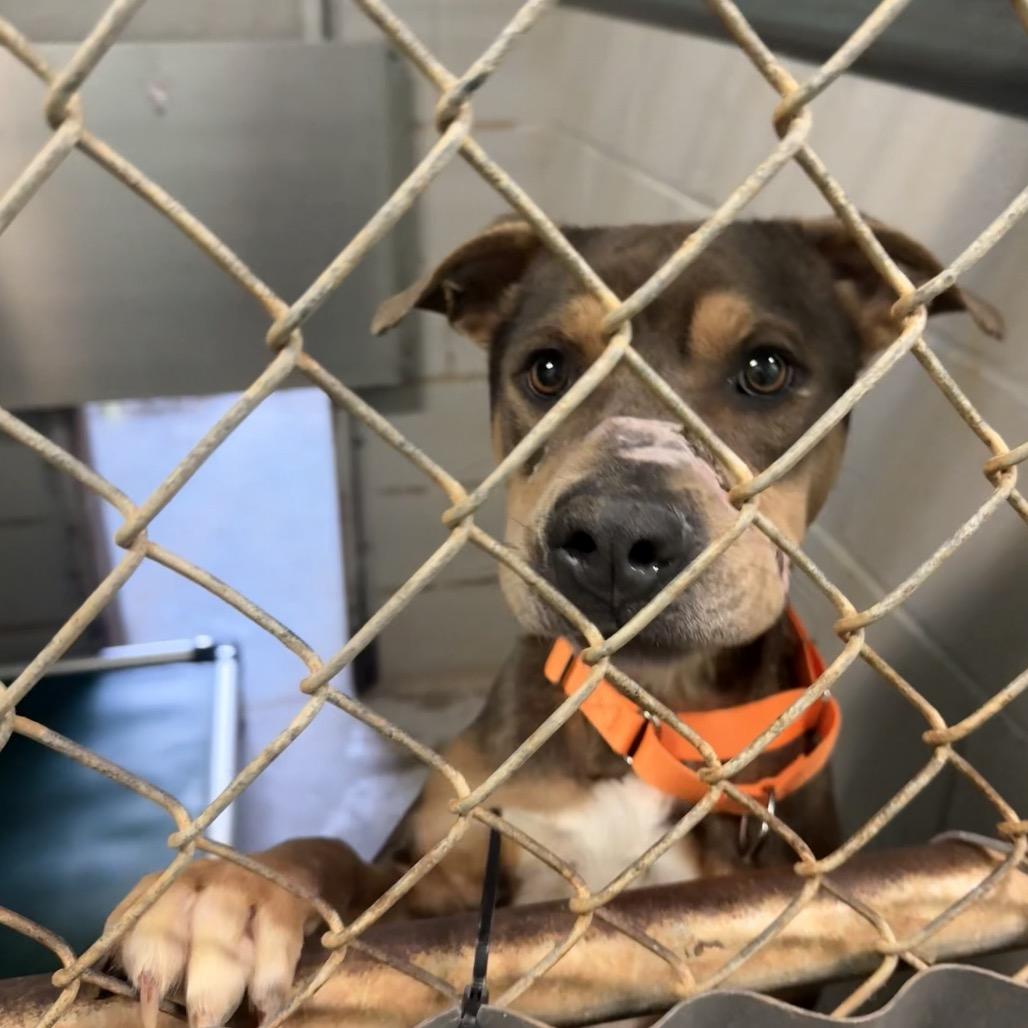 Enlarge Journey, a Adoptable Mixed Breed in Hamilton, GA image 4/6