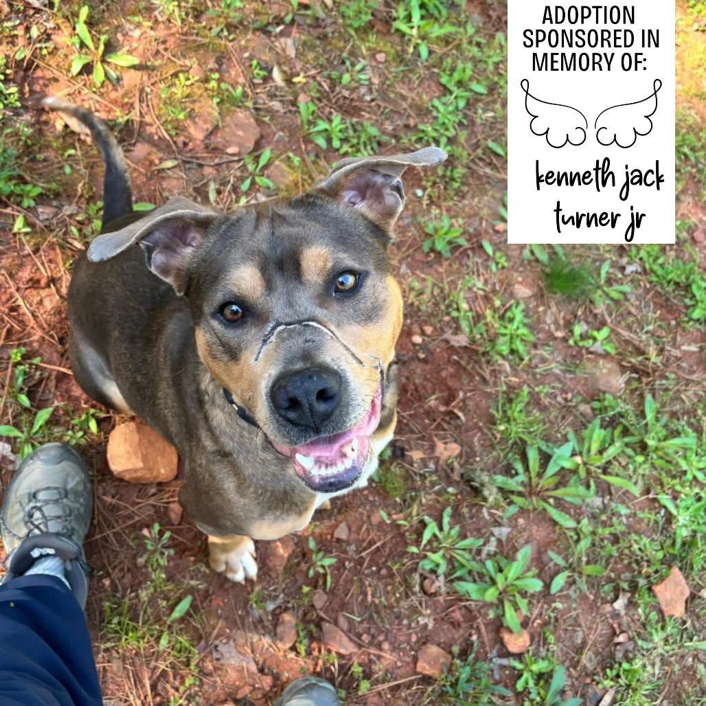 Enlarge Journey, a Adoptable Mixed Breed in Hamilton, GA image 6/6