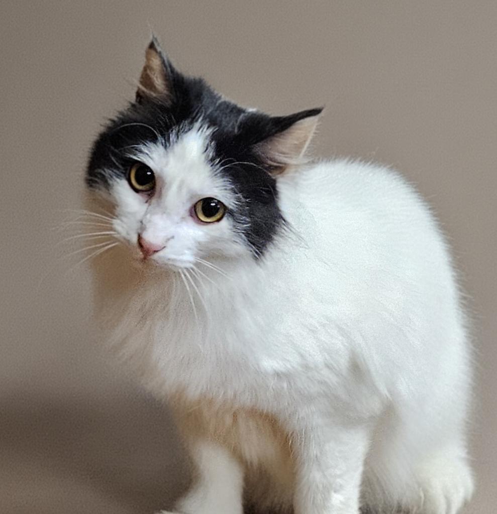 Avalon, Adoptable, Young Male Domestic Long Hair.