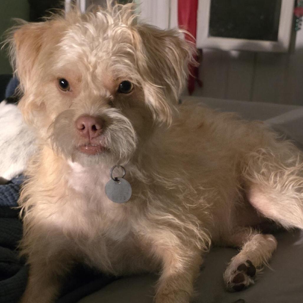 Snickers Andrew, Adoptable, Young Male Mixed Breed.