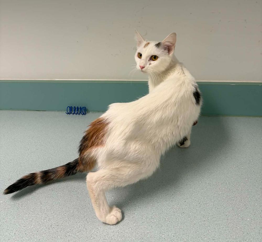 Opal, Adoptable, Adult Female Domestic Short Hair.