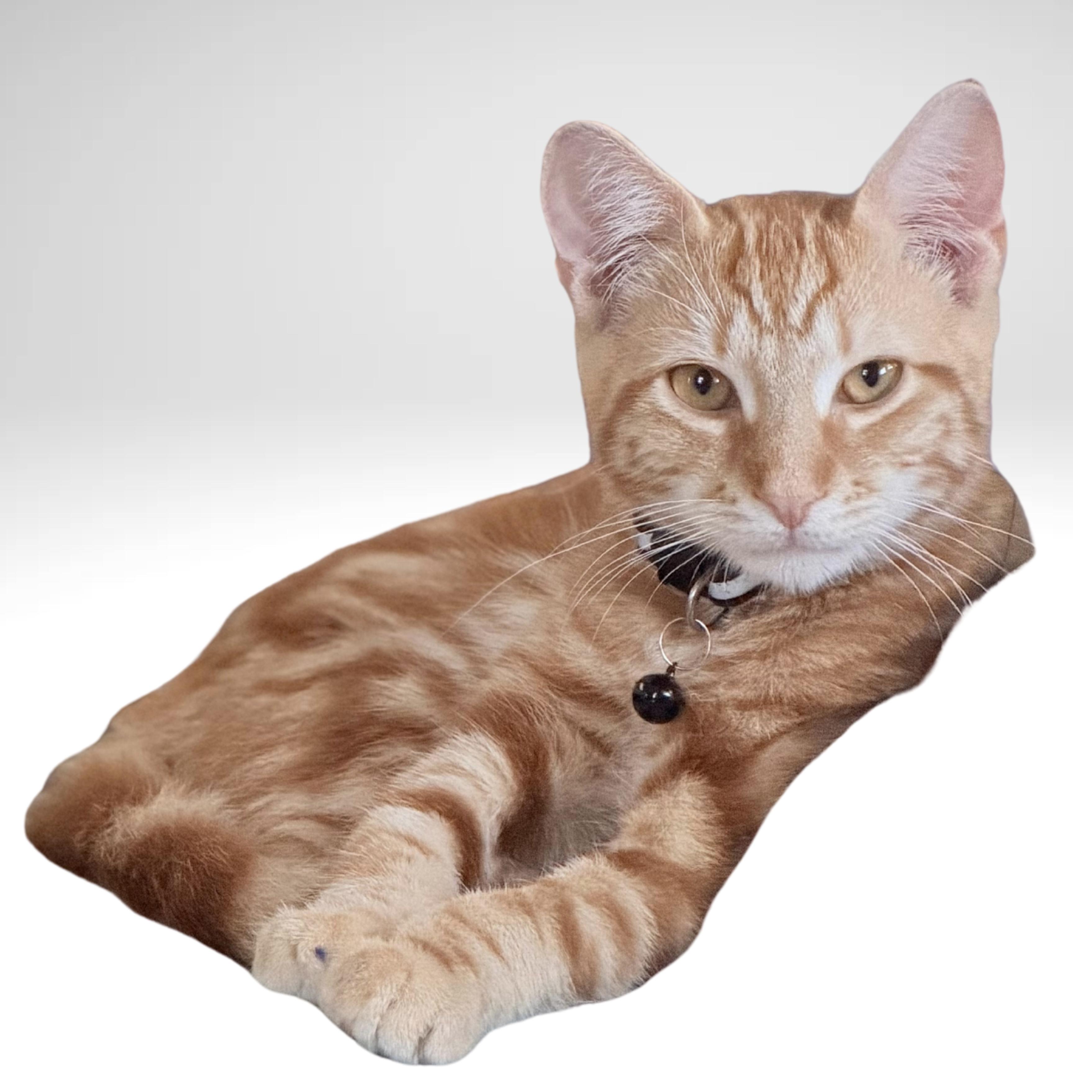 Dash, Adopted, Young Male Domestic Short Hair.