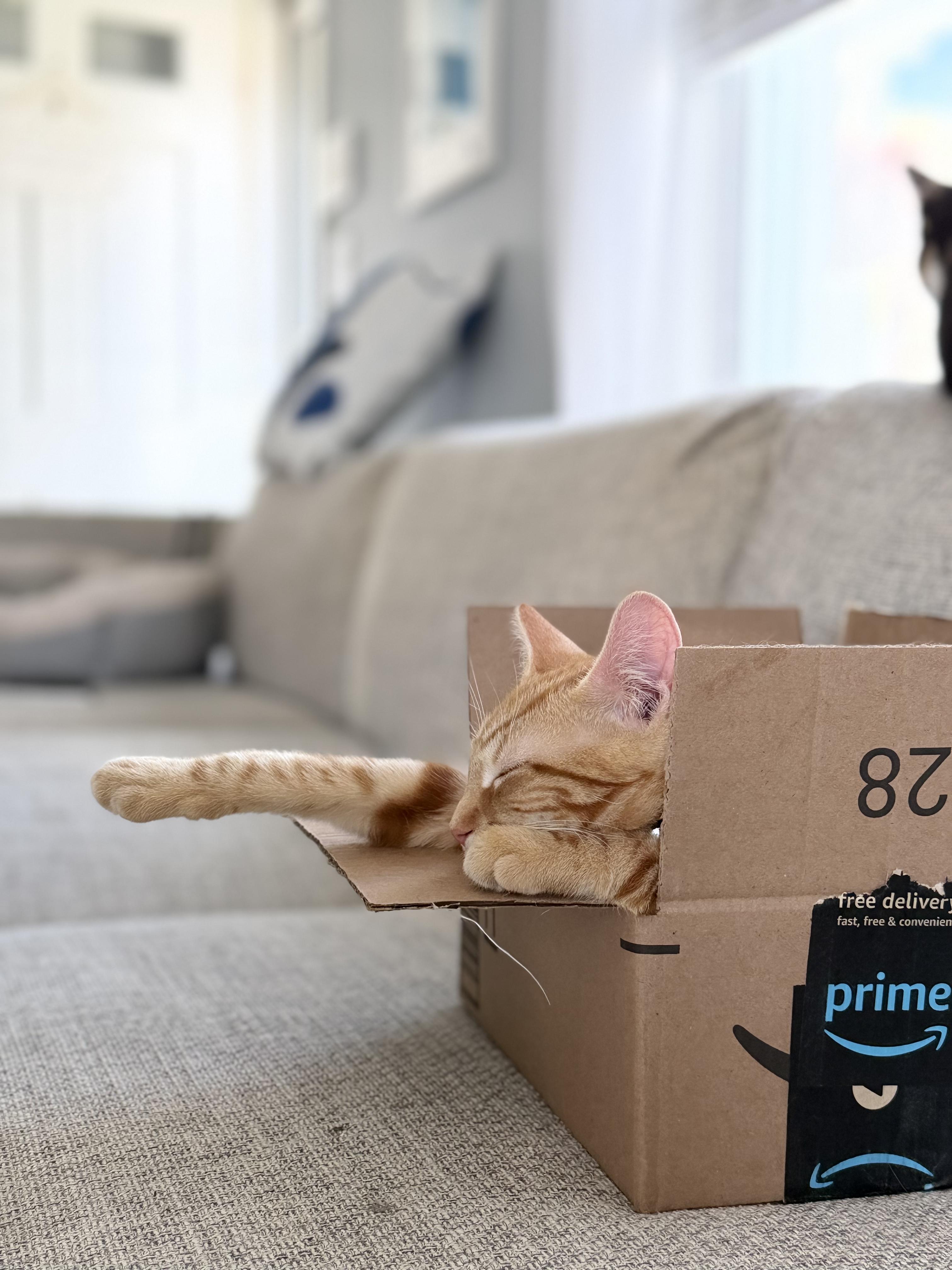 Enlarge Dash, a Adopted Domestic Short Hair in West Haven, CT image 2/5