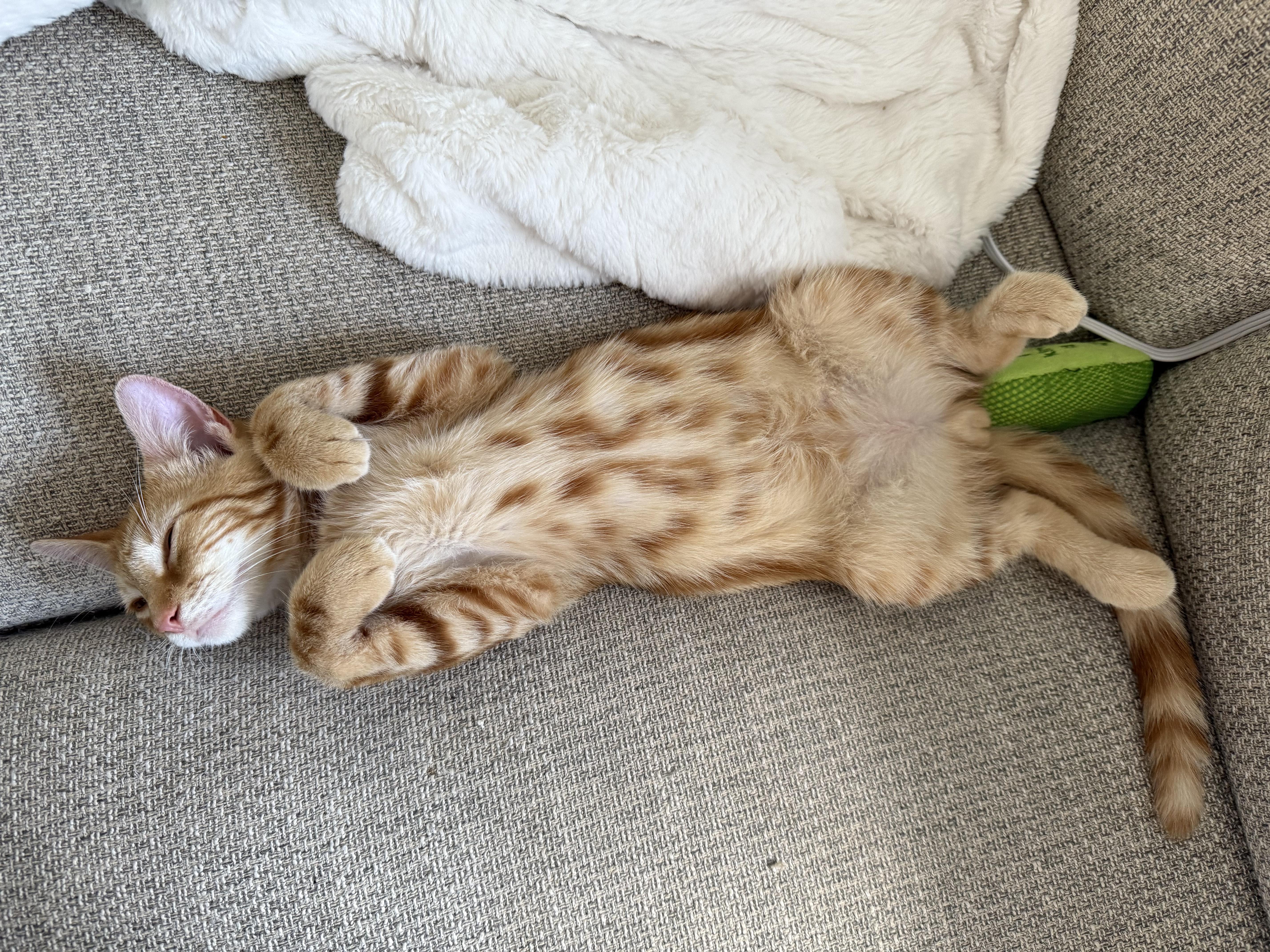 Enlarge Dash, a Adopted Domestic Short Hair in West Haven, CT image 5/5