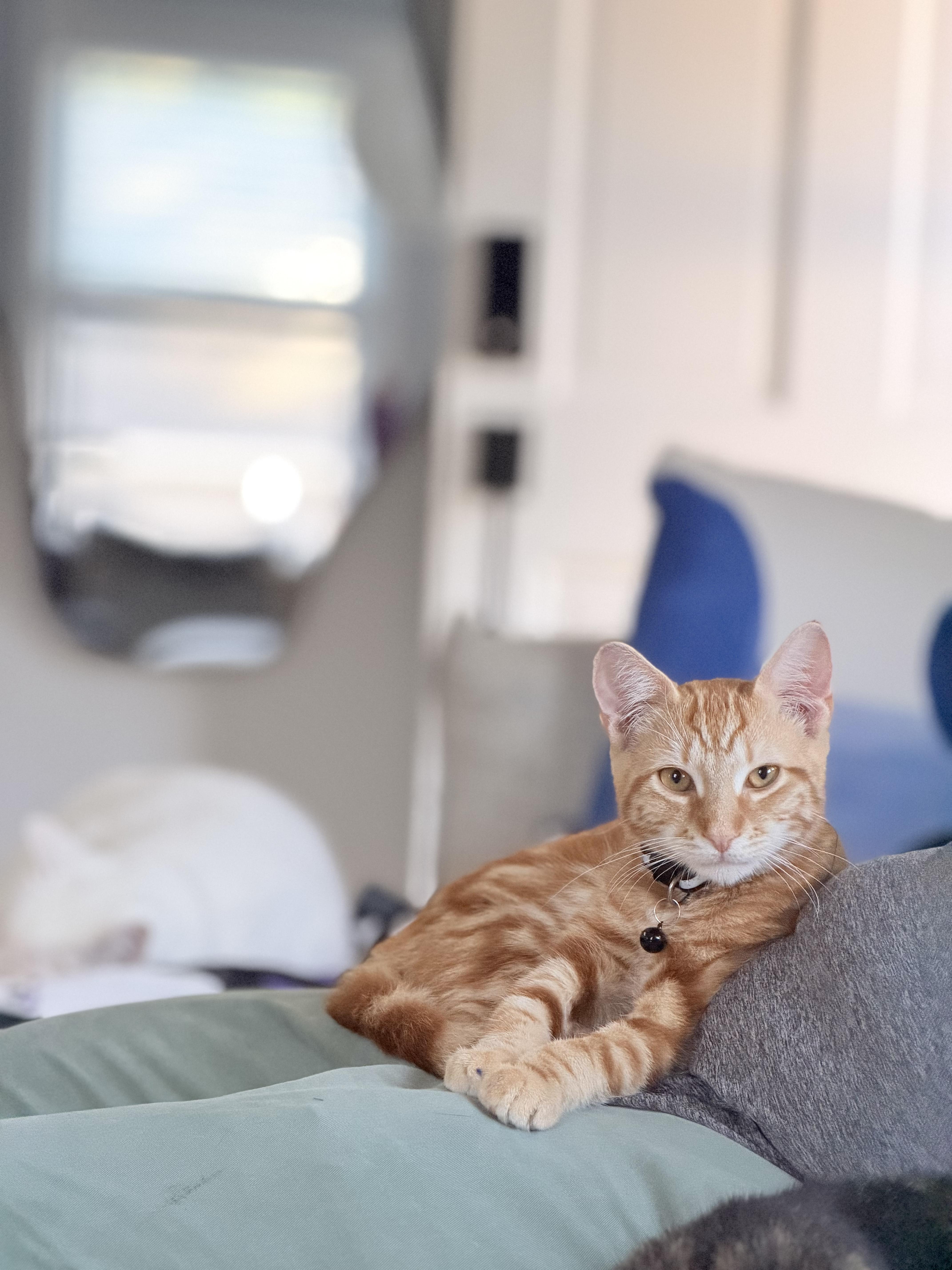 Enlarge Dash, a Adopted Domestic Short Hair in West Haven, CT image 3/5