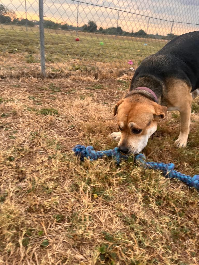 Enlarge Kilo, a Adoptable mixed breed in Hopkinsville, KY image 1/5