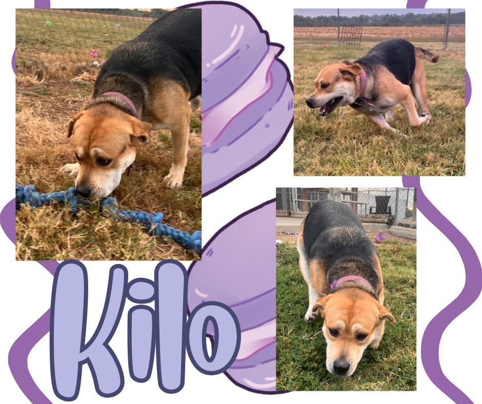 Enlarge Kilo, a Adoptable mixed breed in Hopkinsville, KY image 2/5