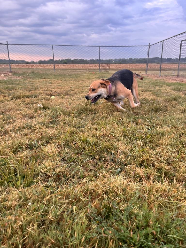 Enlarge Kilo, a Adoptable mixed breed in Hopkinsville, KY image 3/5