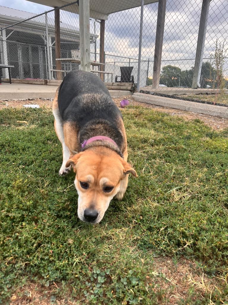 Enlarge Kilo, a Adoptable mixed breed in Hopkinsville, KY image 4/5