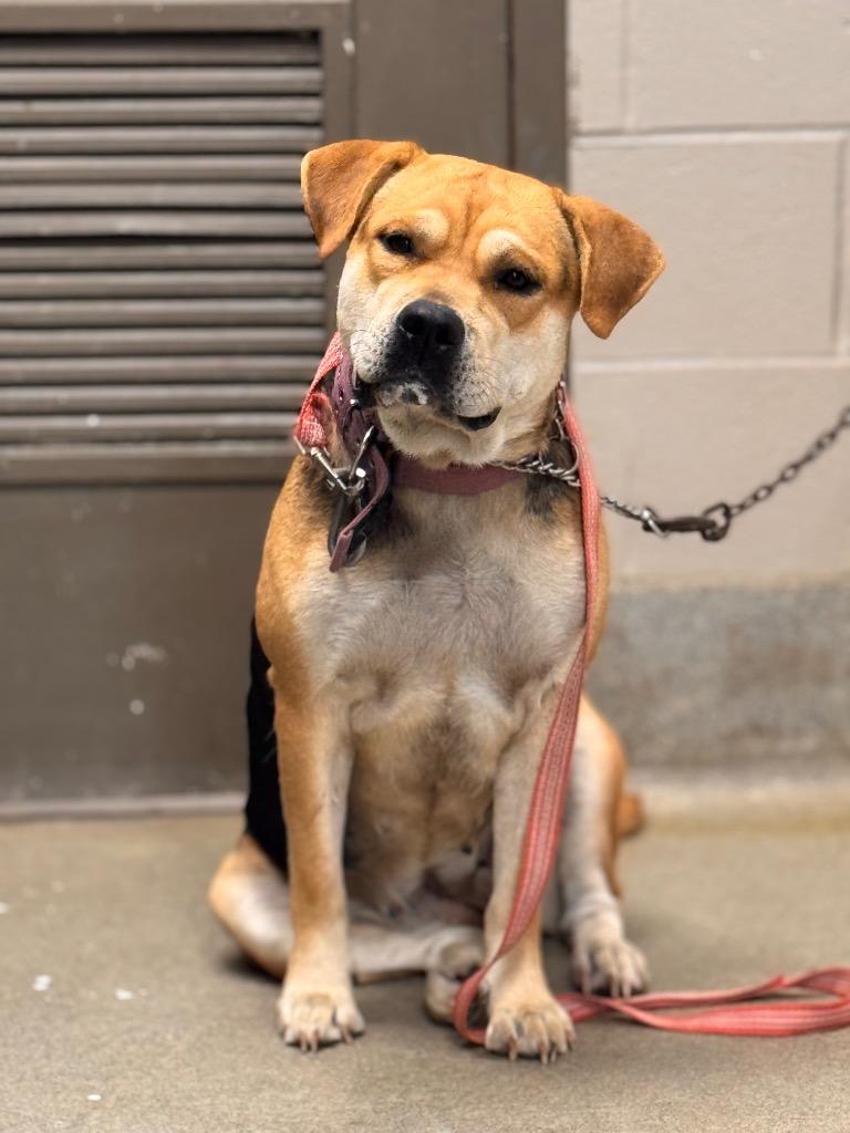 Enlarge Kilo, a Adoptable mixed breed in Hopkinsville, KY image 5/5