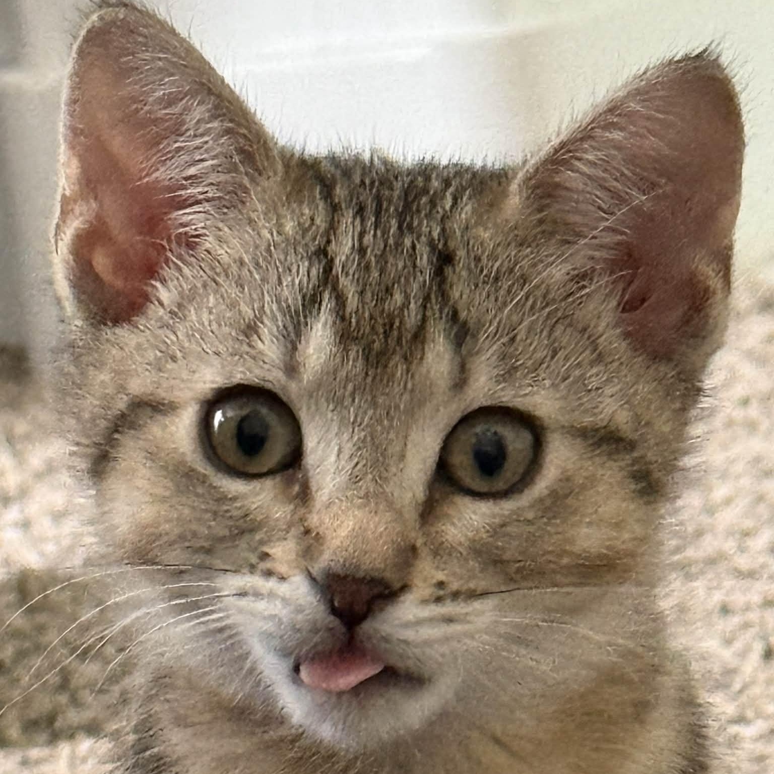 Luna, a ADOPTABLE Domestic Short Hair in Queen Creek, AZ image 1/4