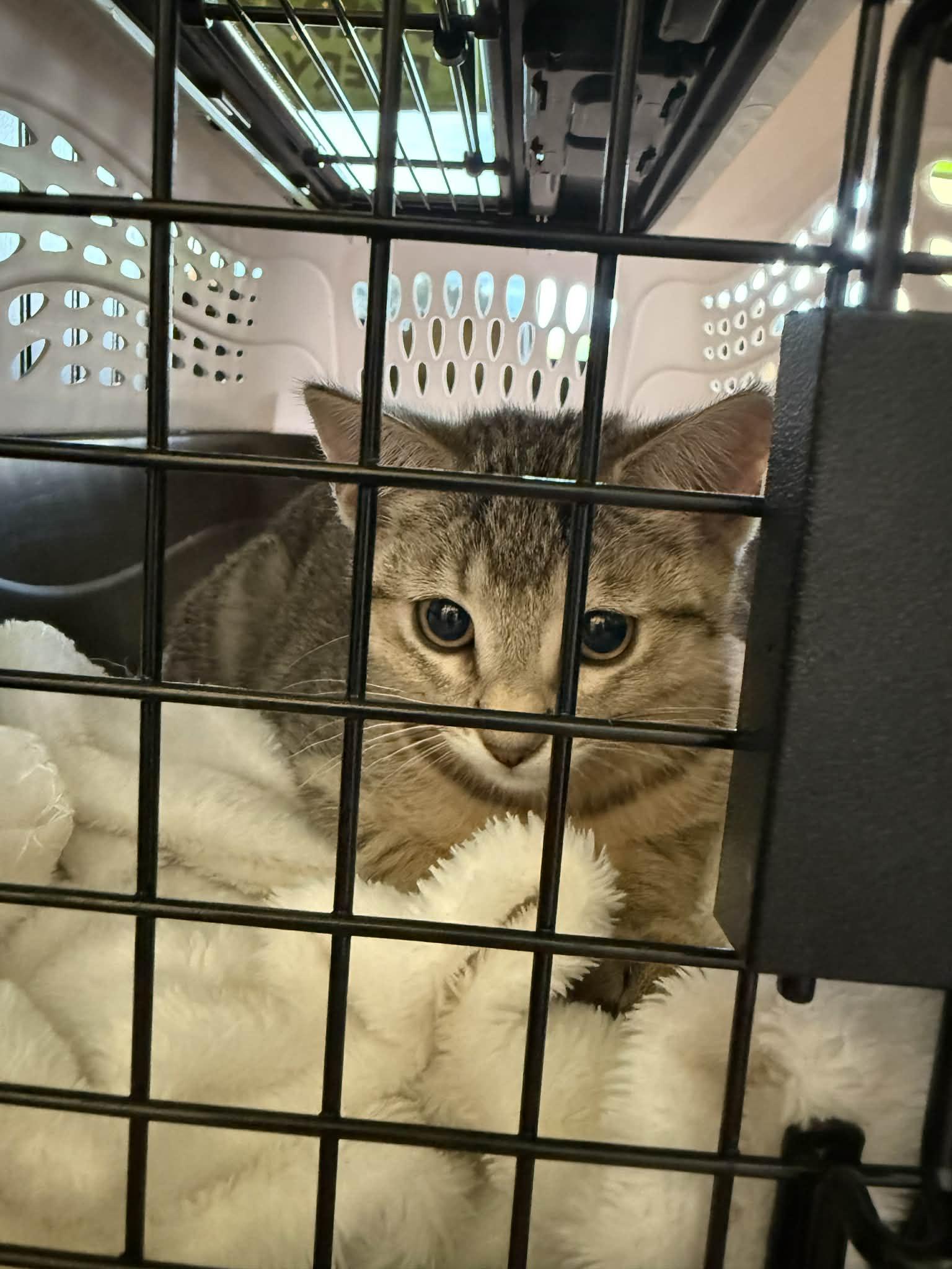 Luna, a ADOPTABLE Domestic Short Hair in Queen Creek, AZ image 2/4