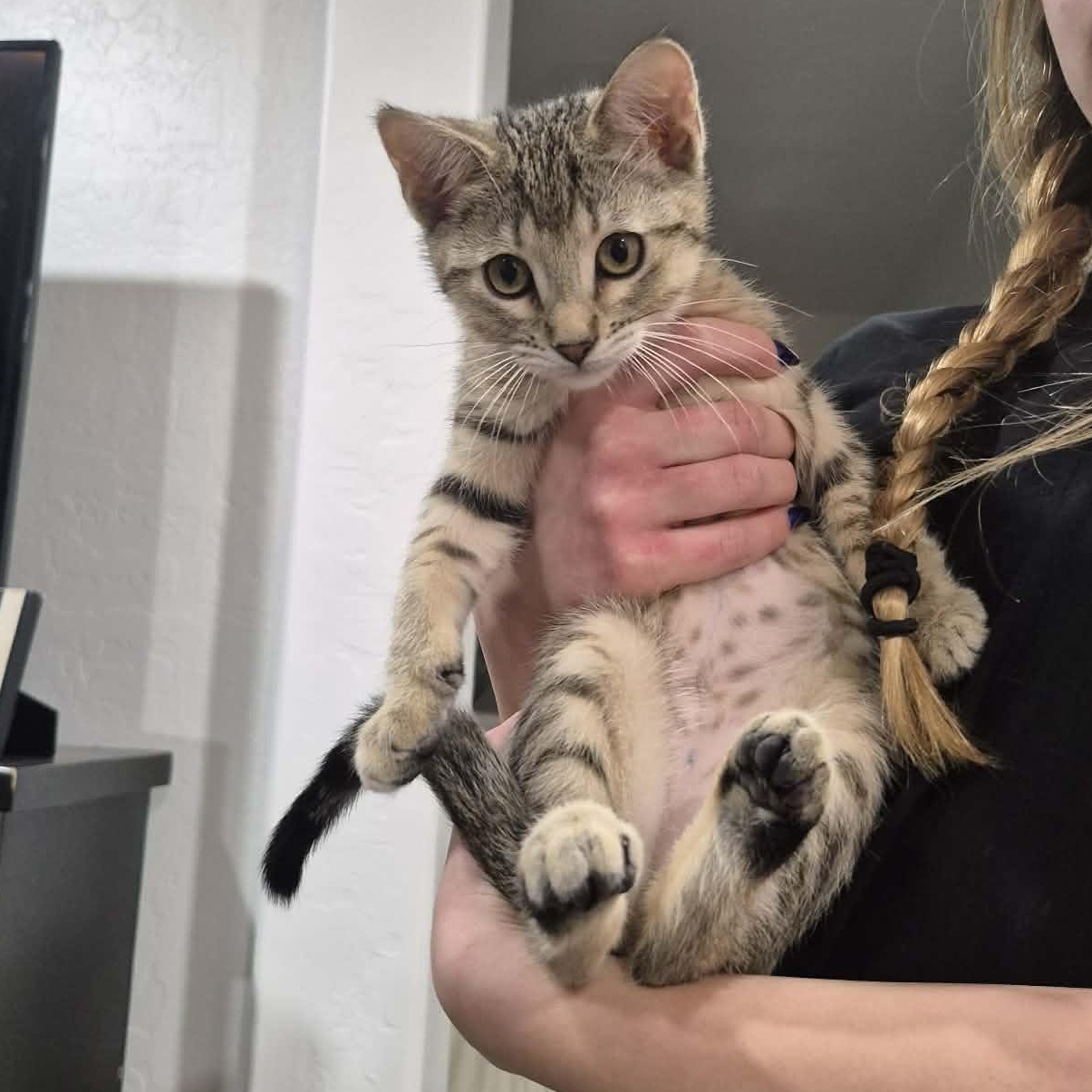 Luna, a ADOPTABLE Domestic Short Hair in Queen Creek, AZ image 3/4