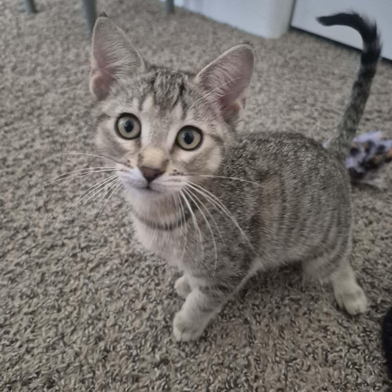 Luna, a ADOPTABLE Domestic Short Hair in Queen Creek, AZ image 4/4