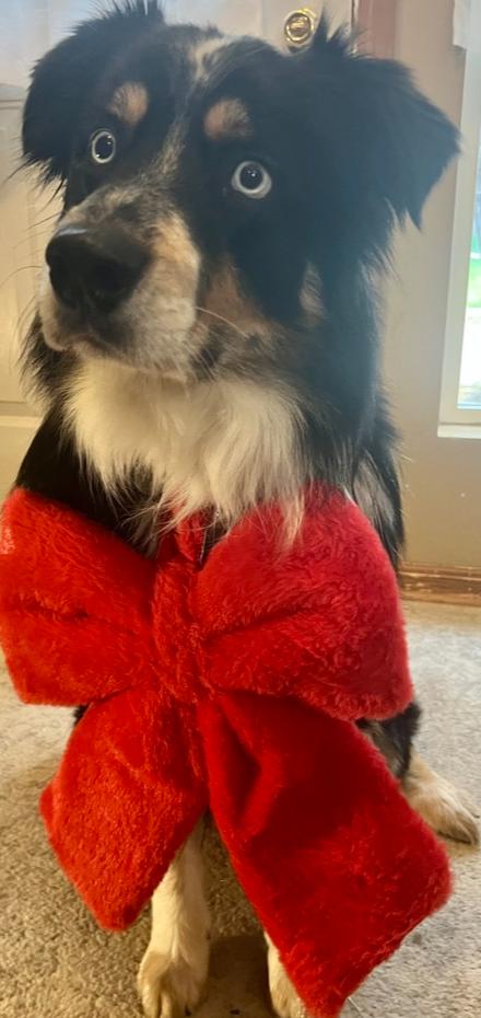 0974 Dwight pka Atticus, Adoptable, Adult Male Australian Shepherd.