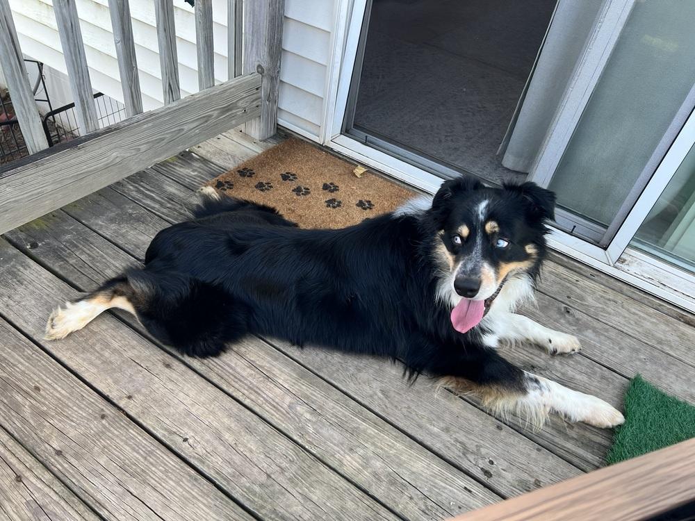 Enlarge 0974 Dwight pka Atticus, a Adoptable Australian Shepherd in Omaha, NE image 2/6