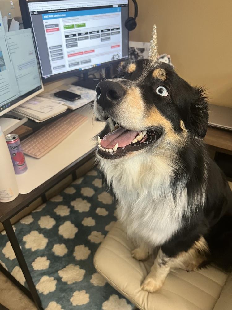 Enlarge 0974 Dwight pka Atticus, a Adoptable Australian Shepherd in Omaha, NE image 3/6