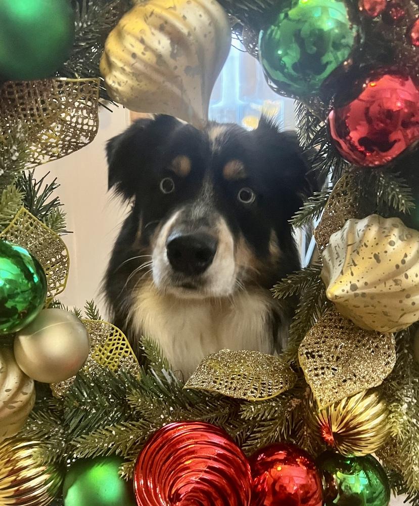 Enlarge 0974 Dwight pka Atticus, a Adoptable Australian Shepherd in Omaha, NE image 4/6