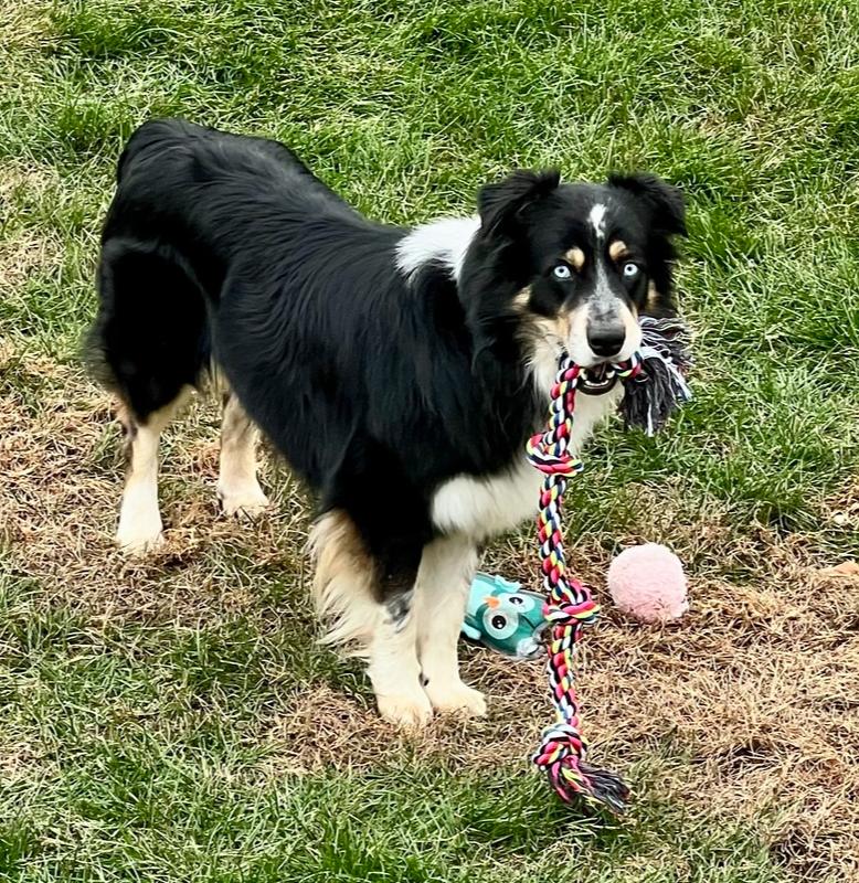 Enlarge 0974 Dwight pka Atticus, a Adoptable Australian Shepherd in Omaha, NE image 5/6