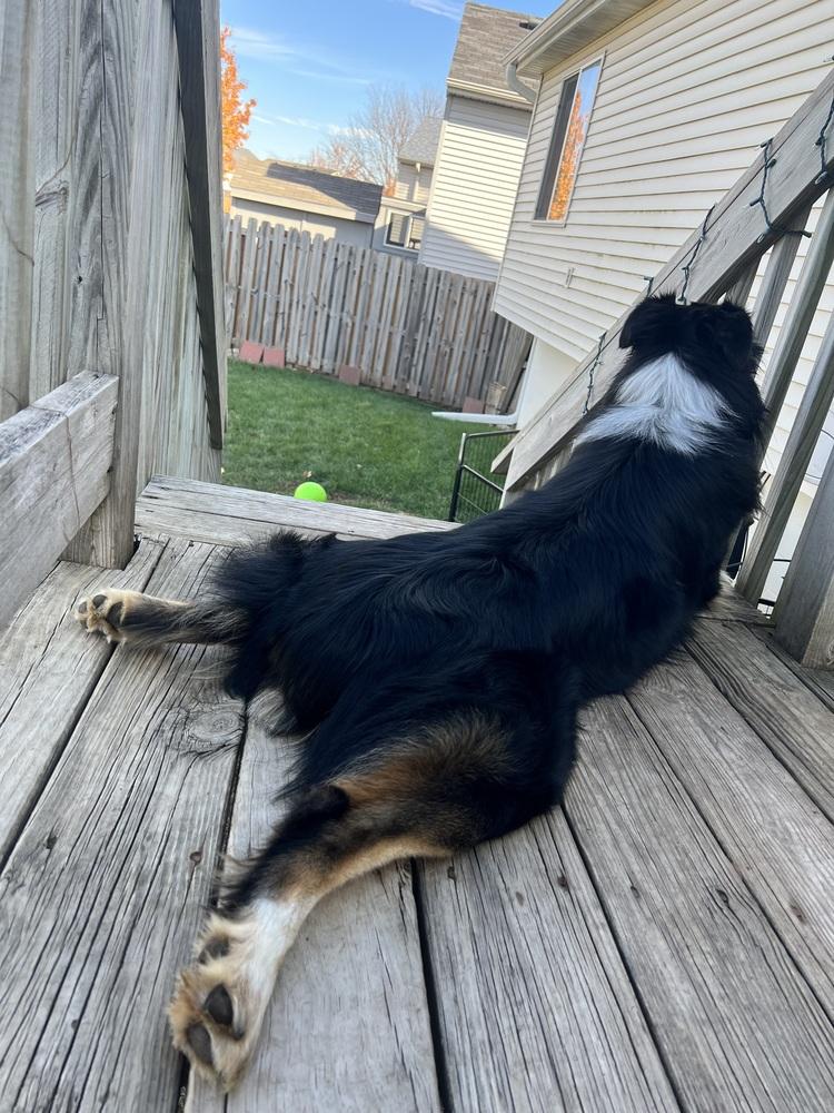Enlarge 0974 Dwight pka Atticus, a Adoptable Australian Shepherd in Omaha, NE image 6/6