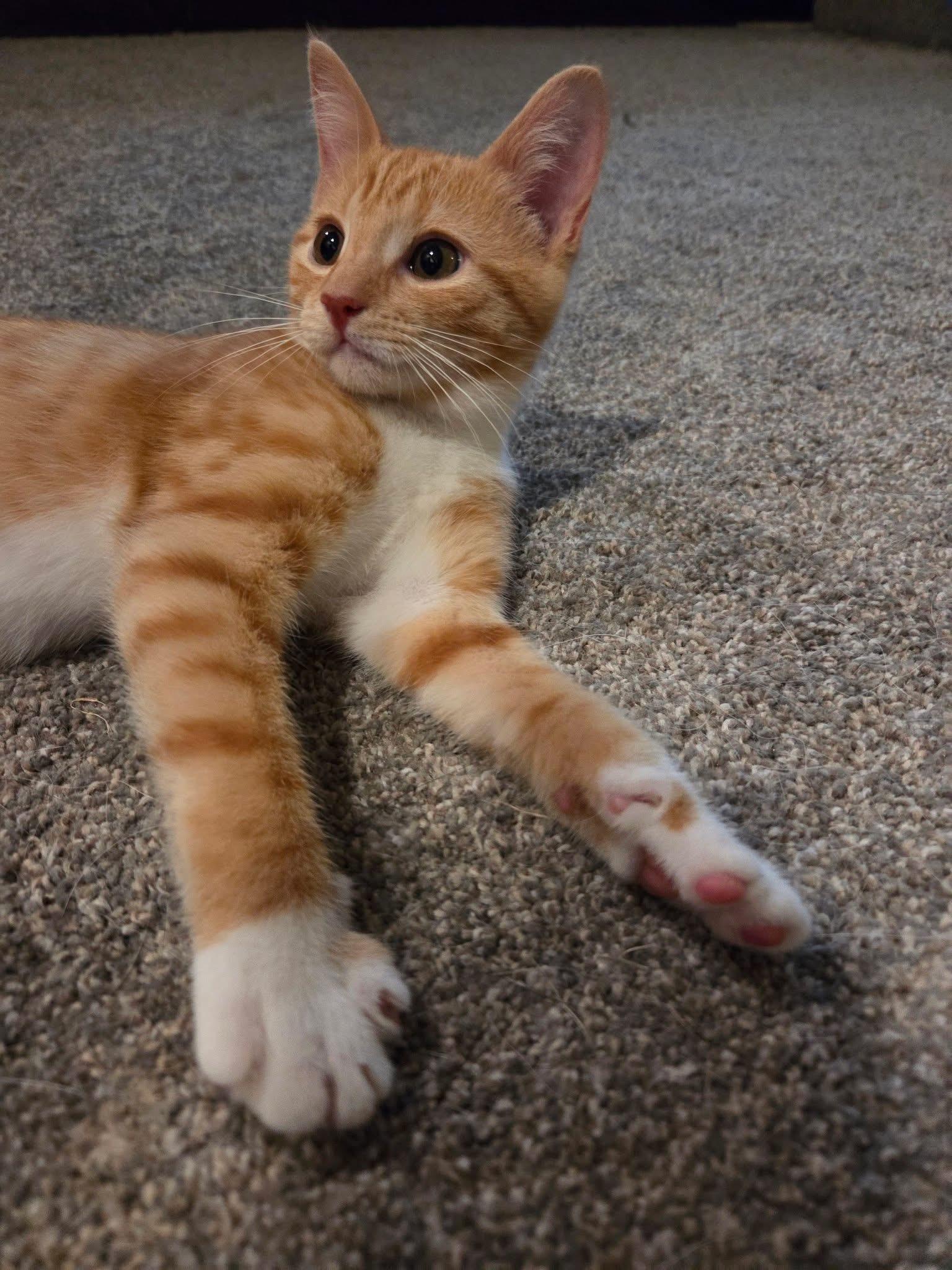 Clementine, an adopted Domestic Short Hair in Manhattan, KS image 2/6