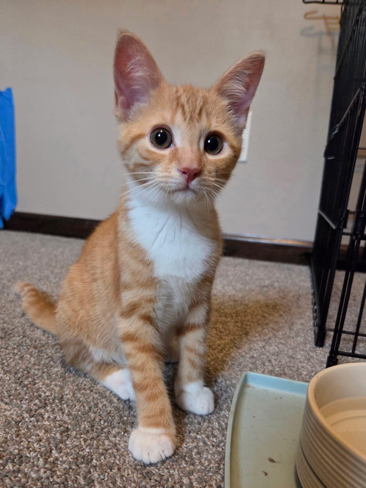 Clementine, an adopted Domestic Short Hair in Manhattan, KS image 5/6