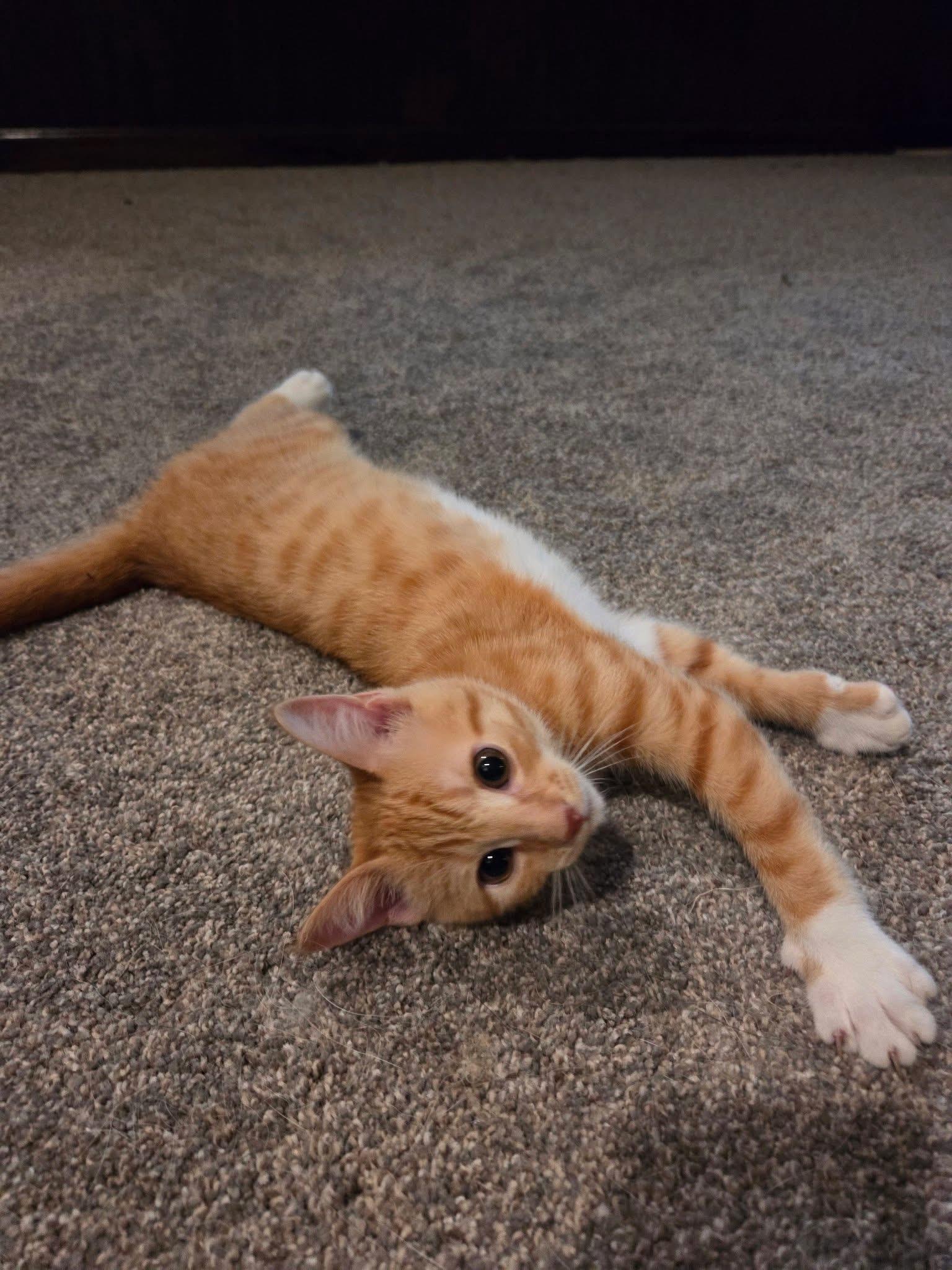 Clementine, an adopted Domestic Short Hair in Manhattan, KS image 4/6