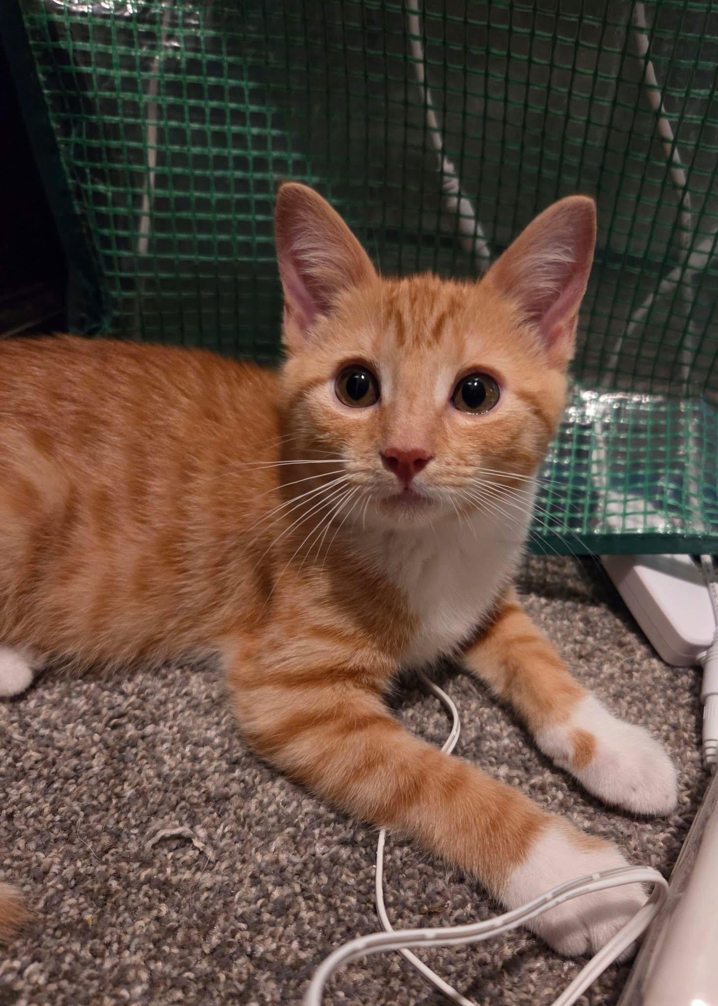 Clementine, an adopted Domestic Short Hair in Manhattan, KS image 3/6