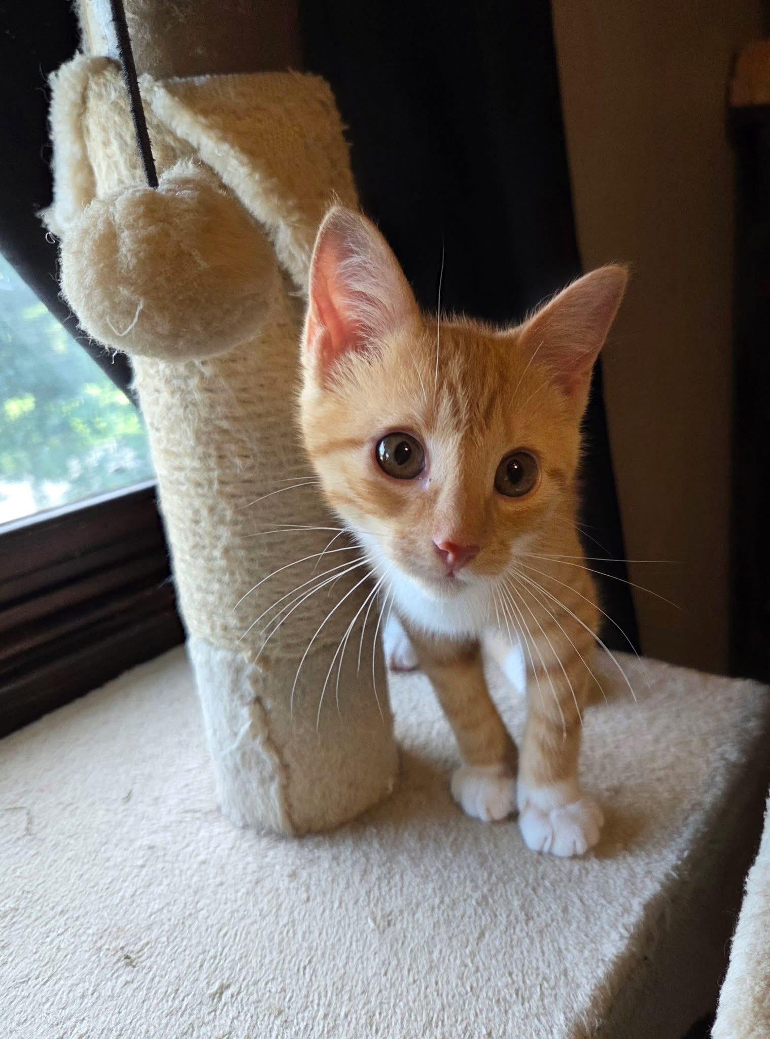Clementine, an adopted Domestic Short Hair in Manhattan, KS image 6/6