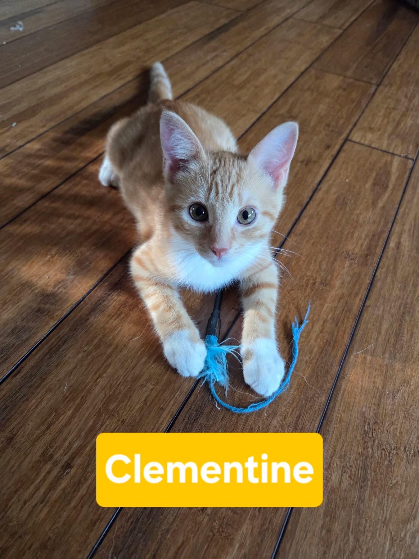 Clementine, adopted, Kitten Female Domestic Short Hair.