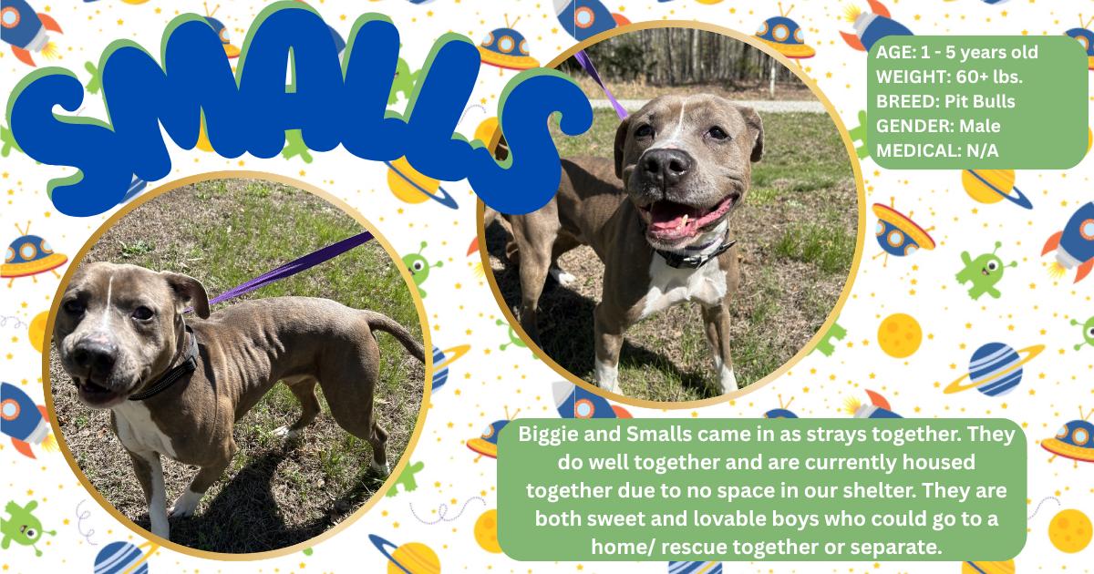 Enlarge Smalls , a ADOPTABLE Pit Bull Terrier in Powhatan, VA image 1/2
