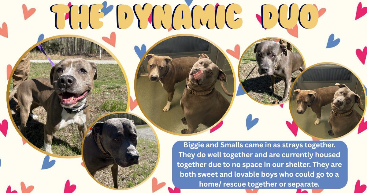 Enlarge Smalls , a ADOPTABLE Pit Bull Terrier in Powhatan, VA image 2/2