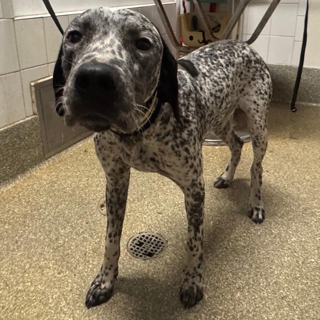 Inky*, Adoptable, Young Male English Pointer.