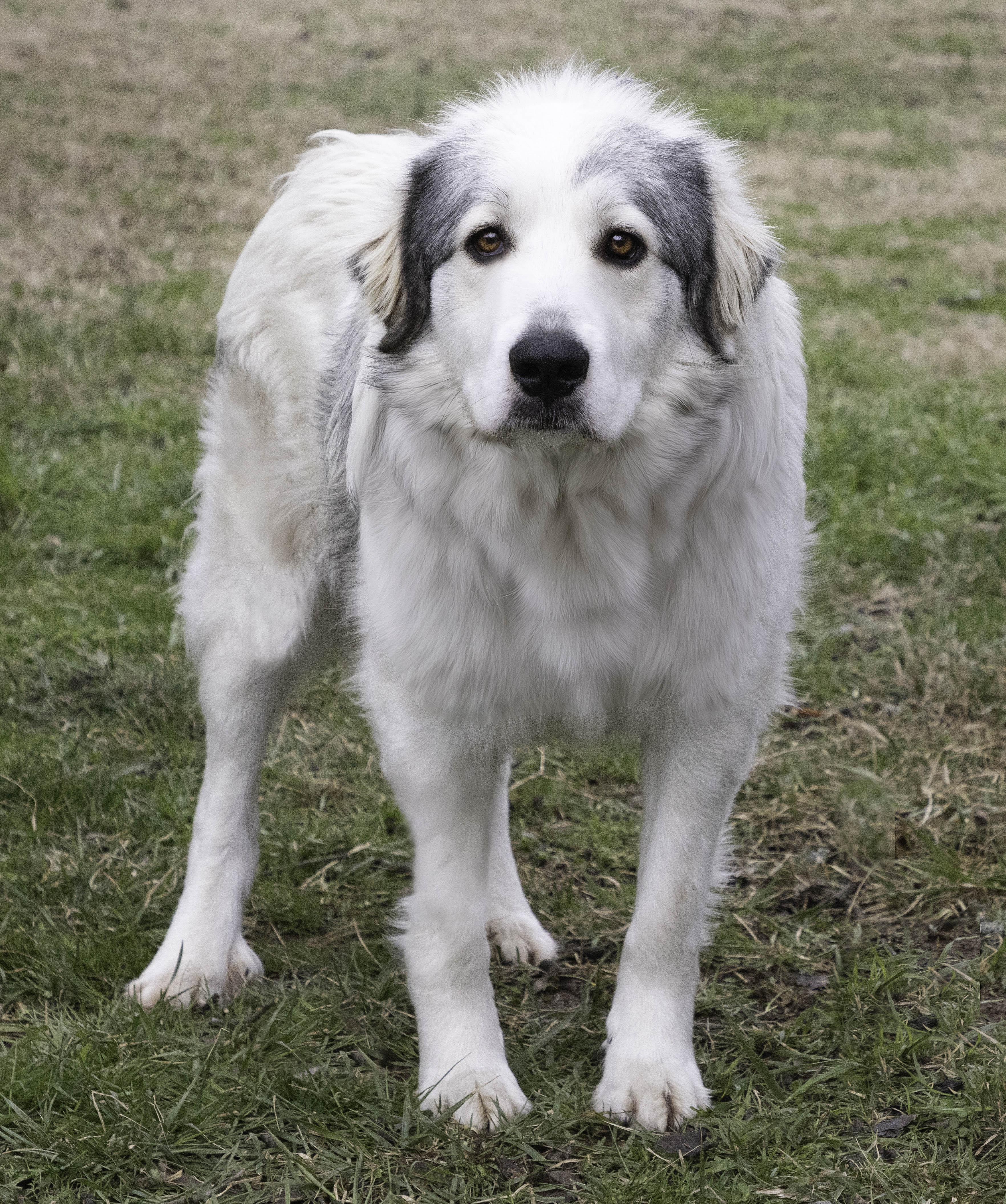 Poppy, Adult Female unknown