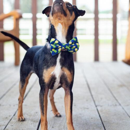 Barkley, Adoptable, Adult Male Miniature Pinscher & Mixed Breed.