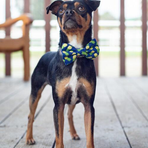 Barkley, a Adoptable mixed breed in Bakersfield, CA image 2/2